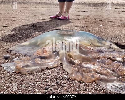 Dutzende von riesigen Fass Quallen Teignmouth Strand angespült Stockfoto