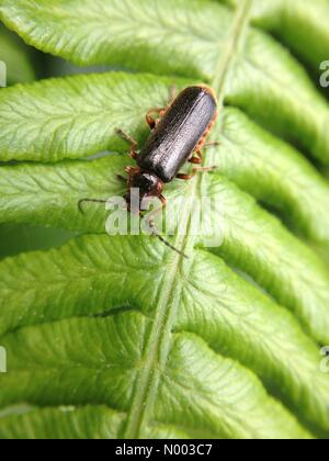 UK-Wetter, einen warmen, sonnigen Tag in Leeds, West Yorkshire, die Insekten in allen Formen und Größen herausgebracht. Aufgenommen am 25. Juni 2015. Stockfoto