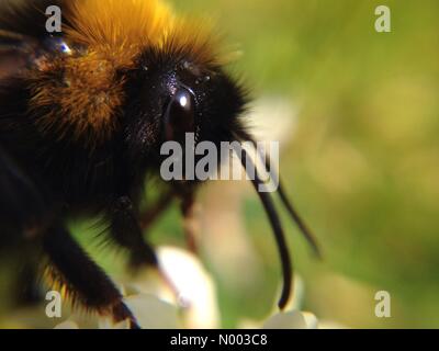 UK-Wetter, einen warmen, sonnigen Tag in Leeds, West Yorkshire, die Insekten in allen Formen und Größen herausgebracht. Diese Biene war eine Klee Blüte bestäuben. Aufgenommen am 25. Juni 2015. Stockfoto