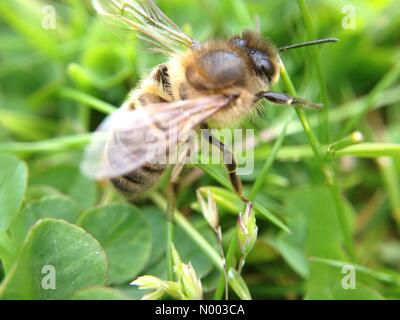 UK-Wetter, einen warmen, sonnigen Tag in Leeds, West Yorkshire, die Insekten in allen Formen und Größen herausgebracht. Aufgenommen am 25. Juni 2015. Stockfoto