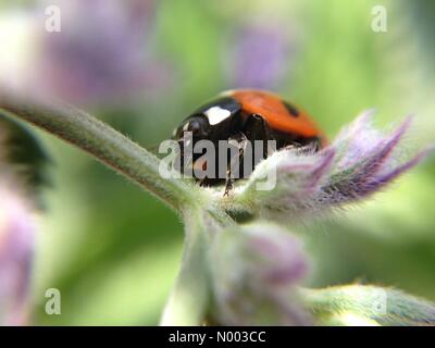 UK-Wetter, einen warmen, sonnigen Tag in Leeds, West Yorkshire, die Insekten in allen Formen und Größen herausgebracht. Diese Marienkäfer war entspannend auf einer Blume. Aufgenommen am 25. Juni 2015. Stockfoto