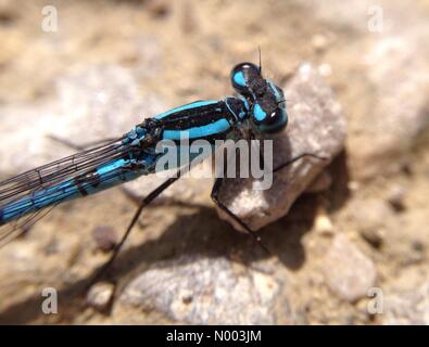 UK Wetter, Insekten in Leeds, West Yorkshire. Wie das Wetter eine Änderung zum besseren machte kam die Insekten um die Sonne zu genießen. Diese Damselfly war Sonnenbaden genießen. 9. Juli 2015 übernommen. Stockfoto