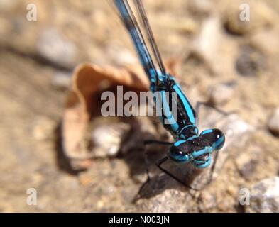 UK Wetter, Insekten in Leeds, West Yorkshire. Wie das Wetter eine Änderung zum besseren machte kam die Insekten um die Sonne zu genießen. Diese Damselfly war Sonnenbaden genießen. 9. Juli 2015 übernommen. Stockfoto