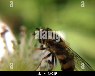 UK Wetter, Insekten in Leeds, West Yorkshire. Wie das Wetter eine Änderung zum besseren machte kam die Insekten um die Sonne zu genießen. Diese Schwebfliege wurde einen Blackberry bestäuben. 9. Juli 2015 übernommen. Stockfoto