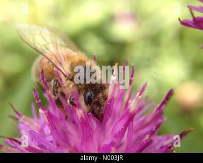 UK Wetter, Insekten in Leeds, West Yorkshire. Wie das Wetter eine Änderung zum besseren machte kam die Insekten um die Sonne zu genießen. Diese Biene war eine Distel bestäuben. 9. Juli 2015 übernommen. Stockfoto