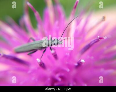 UK Wetter, Insekten in Leeds, West Yorkshire. Wie das Wetter eine Änderung zum besseren machte kam die Insekten um die Sonne zu genießen. Dieser Käfer wurde auf einer Distel Blume. 9. Juli 2015 übernommen. Stockfoto