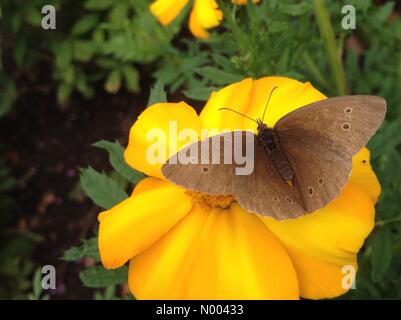 UK Wetter Insekten in Leeds, lockte Yorkshire - die sonnige Zauber der Insekten, um zu bestäuben die Blüten an goldenen Hektar großen Park in der Nähe von Leeds, West Yorkshire. Stockfoto