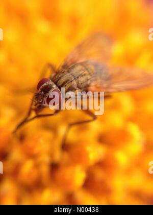 UK Wetter Insekten in Leeds, lockte Yorkshire - die sonnige Zauber der Insekten, um zu bestäuben die Blüten an goldenen Hektar großen Park in der Nähe von Leeds, West Yorkshire. Diese Fliege wurde eine Dahlie Blüte bestäuben. Stockfoto