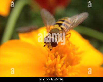 UK Wetter Insekten in Leeds, lockte Yorkshire - die sonnige Zauber der Insekten, um zu bestäuben die Blüten an goldenen Hektar großen Park in der Nähe von Leeds, West Yorkshire. Diese Hoverfly war eine Ringelblume bestäuben. Stockfoto