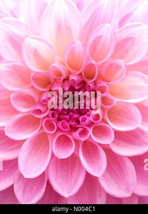 UK Wetter: Mit bewölktem Himmel schaute die Blumen noch glänzend goldenen Hektar großen Park in der Nähe von Leeds, West Yorkshire. Diese Dahlien waren an ihrem besten, aufgenommen am 17. September 2015. Stockfoto