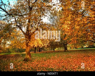 London, UK. 28. Oktober 2015. Herbstfärbung bei Sonnenuntergang in Finsbury Park London England Credit: Patricia Phillips / StockimoNews/Alamy Live News Stockfoto