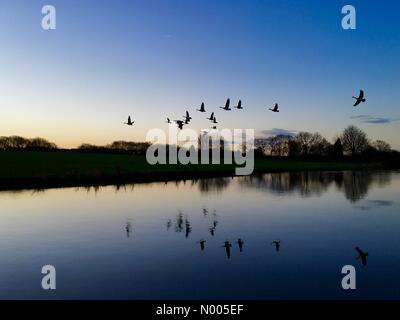 UK Wetter 29. Dezember. Sonnenaufgang mit Gänse fliegen über den Leeds und Liverpool Canal in Adlington in Lancashire. Stockfoto