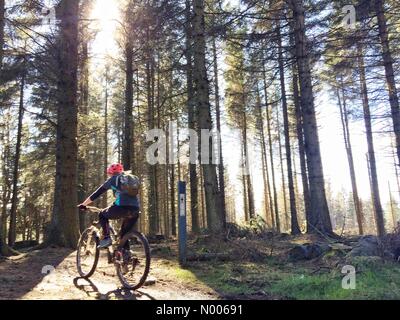 Peebles, Schottland, Großbritannien. 14. März 2016. Mountain-Biker herrliche Frühlingssonne geniessen beim Radfahren auf den Spuren der 7Stanes in Glentress in der Nähe von Peebles in den Scottish Borders. Bildnachweis: Chris Strickland/StockimoNews/Alamy Live-Nachrichten Stockfoto