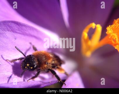 UK - sonniges Wetter und Wetter schöne Frühlingsblumen in Kirkstall Abbey, in der Nähe von Leeds, West Yorkshire, holte die Insekten. Diese Biene war eine Krokus Blüte bestäuben. Aufgenommen am 17. März 2016. Stockfoto