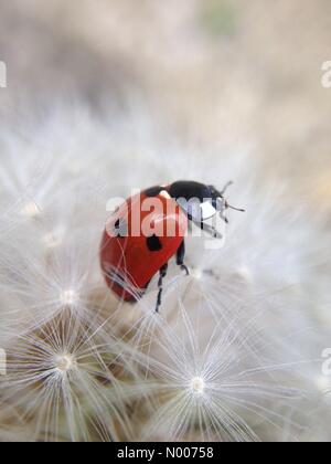 UK Wetter Leeds, West Yorkshire - Morgensonne holte diese Marienkäfer, der über ein Löwenzahn Samen Kopf spazieren war. Aufgenommen am 16. Mai 2016 in Leeds, West Yorkshire. Stockfoto