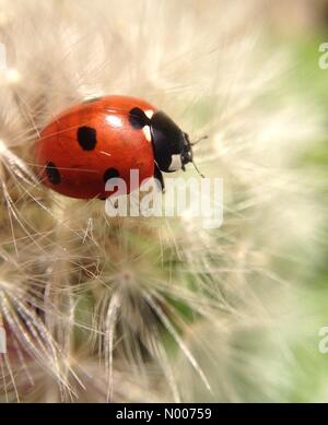 UK Wetter Leeds, West Yorkshire - Morgensonne holte diese Marienkäfer, der über ein Löwenzahn Samen Kopf spazieren war. Aufgenommen am 16. Mai 2016 in Leeds, West Yorkshire. Stockfoto