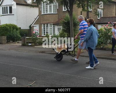 Cornwall Rd, Sutton, größere London, UK. 11. Juni 2016. Corgi Hund an die Königin Straßenfest, Cheam - Surrey Credit: Irita nes/StockimoNews/Alamy Live News Stockfoto