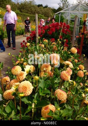 UK Wetter sonniger Tag in Leeds - ein sonniger Tag am Golden Acre Park in Leeds aus der jährlichen Dahlien Display glänzend aussehen und war ein Gesprächsthema für alle Besucher. Aufgenommen am 30. August 2016. Stockfoto