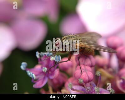 UK Wetter sonniger Tag in Leeds - ein sonniger Tag am Golden Acre Park in Leeds, West Yorkshire hatte allerlei Insekten bestäuben Blüten. Diese Fliege wurde auf eine Hortensie. Aufgenommen am 30. August 2016. Stockfoto