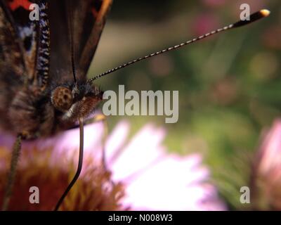 UK Wetter - ein warmer, sonniger Tag in Leeds gab den Insekten noch einen Tag zu bestäuben, bevor die Kälte kommt. Dieser Red Admiral war damit beschäftigt, bestäuben Michaeli Gänseblümchen. 4. Oktober 2016 übernommen. Stockfoto