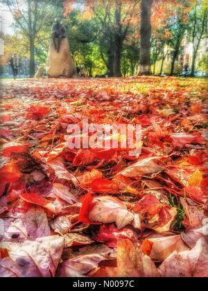 Boston, Massachusetts, USA. 5. November 2016. 5. November 2016. Sonnigen Nachmittag auf der Commonwealth Avenue in Bostons Back Bay. Fußgänger und Herbst Blätter um die Samuel Eliot Morison-Statue im Stadtpark bekannt als der Comm-Ave-Mall. Bildnachweis: Sylvia J. Zarco/StockimoNews/Alamy Live-Nachrichten Stockfoto