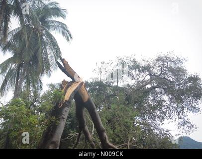 Umgestürzte Bäume an der Küste von Guanacaste übermorgen Hurrikan Otto Stockfoto