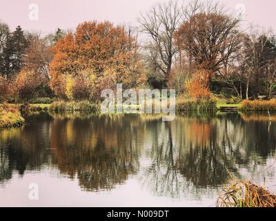 Bahnhof Ln, Godalming, Großbritannien. 27. November 2016. Großbritannien Wetter Herbst Farben in Godalming, Surrey. Großbritannien Wetter 27. November 2016: trockene und hellen Bedingungen die Oberhand über den Home Counties. Herbstfärbung bei Marsh Farm Fischerei in der Nähe von Godalming, Surrey Credit: Jamesjagger/StockimoNews/Alamy Live-Nachrichten Stockfoto