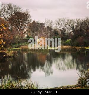 Bahnhof Ln, Godalming, Großbritannien. 27. November 2016. Großbritannien Wetter Herbst Farben in Godalming, Surrey. Großbritannien Wetter 27. November 2016: trockene und hellen Bedingungen die Oberhand über den Home Counties. Herbstfärbung bei Marsh Farm Fischerei in der Nähe von Godalming, Surrey Credit: Jamesjagger/StockimoNews/Alamy Live-Nachrichten Stockfoto