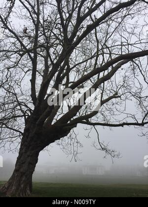 London, UK. 17. Dezember 2016. Dichter am Nachmittag Nebel im Greenwich Park von Greenwich Naval College, London. (Wetter, UK.) © Glenn Sontag/StockimoNews/Alamy Live-Nachrichten Stockfoto