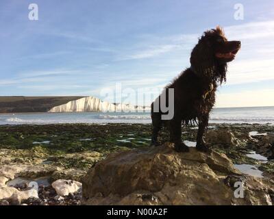 Sieben Schwestern, East Sussex. 26. Dezember 2016. Cocker Spaniel, Fudge, genießen das sonnige Wetter der Boxing Day an der Küste von Sussex. Peter Cripps/Stockimo/Alamy Live-Nachrichten Stockfoto