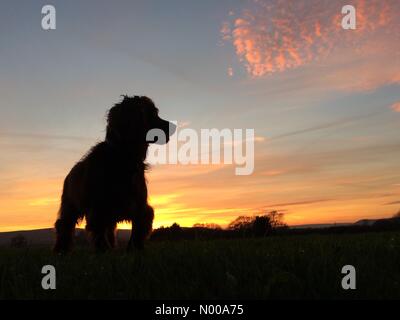 Reif, East Sussex, UK. 3. Januar 2017. Das Wetter. Cocker Spaniel, Fudge, zu Fuß zum Jahresende ein hell, aber kalten Tag im Sussex © Peter Cripps/Alamy Live-Nachrichten Stockfoto