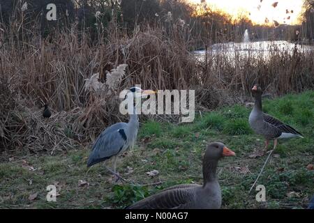 London, UK. 20. Januar 2017. Heron bei Sonnenuntergang Credit: Rachel Megawhat / StockimoNews/Alamy Live News Stockfoto