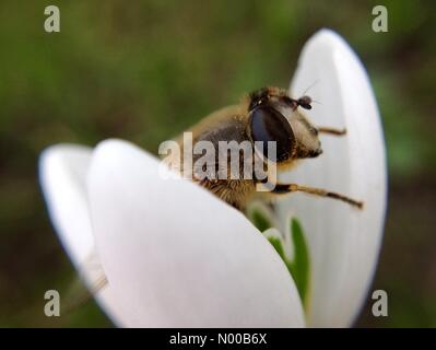 UK Wetter einen Nachmittag sonnig in Leeds vor Sturm kommt Doris war warm genug für diese Schwebfliege, die Schneeglöckchen zu bestäuben. In Leeds, West Yorkshire am 21. Februar 2017 genommen. Stockfoto