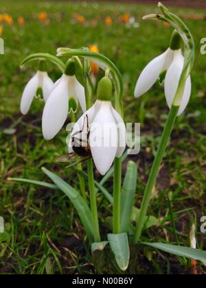 UK Wetter einen Nachmittag sonnig in Leeds vor Sturm kommt Doris war warm genug für diese Schwebfliege, die Schneeglöckchen zu bestäuben. In Leeds, West Yorkshire am 21. Februar 2017 genommen. Stockfoto