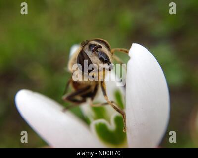 UK Wetter einen Nachmittag sonnig in Leeds vor Sturm kommt Doris war warm genug für diese Schwebfliege, die Schneeglöckchen zu bestäuben. In Leeds, West Yorkshire am 21. Februar 2017 genommen. Stockfoto