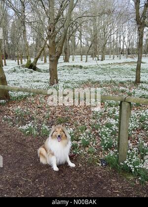 Einsamer Collie Hund Welford Park in West Berkshire besuchen. Welford Park öffnen ihre Pforten für die Öffentlichkeit jedes Jahr im Frühling um Gelder für charity.d Stockfoto