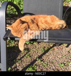 Herefordshire UK schlaff Ingwer Katze schläft in der späten Nachmittagssonne im März genießen jede Minute der Sonne heute. Lokalen Temps 15c. Stockfoto