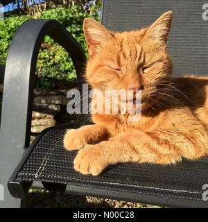 Herefordshire UK schlaff Ingwer Katze schläft in der späten März Nachmittagssonne genießen jede Minute der Sonne heute. Stockfoto