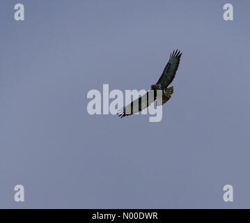 UK-Wetter: Sonnig in Godalming. Catteshall Ln, Godalming. 16. Mai 2017. Viel wärmeren Bedingungen über den Home Counties heute. Ein Bussard über Godalming in Surrey. Stockfoto