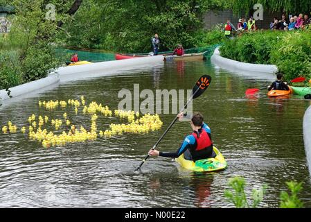 Große George St, Godalming, UK. 20. Mai 2017. UK-Wetter: Ente Rennen in Godalming. Borough Rd, Godalming. 20. Mai 2017. Sonnenschein und Duschen über den Home Counties heute Nachmittag. Ente Rennen auf dem Fluss Wey in Godalming, Surrey. Bildnachweis: Jamesjagger/StockimoNews/Alamy Live-Nachrichten Stockfoto