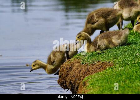 Godalming, Großbritannien. 22. Mai 2017. UK-Wetter: Gänsel Abkühlung in Godalming. Wiese in der Nähe, Godalming. 22. Mai 2017. Schönen warmen und sonnigen Wetter über den Home Counties heute. Kanada Gänsel Abkühlung in Godalming. Bildnachweis: Jamesjagger / StockimoNews/Alamy Live News Stockfoto