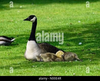 Godalming, Großbritannien. 22. Mai 2017. UK-Wetter: Gänsel Abkühlung in Godalming. Wiese in der Nähe, Godalming. 22. Mai 2017. Schönen warmen und sonnigen Wetter über den Home Counties heute. Kanada Gänsel Abkühlung in Godalming. Bildnachweis: Jamesjagger / StockimoNews/Alamy Live News Stockfoto