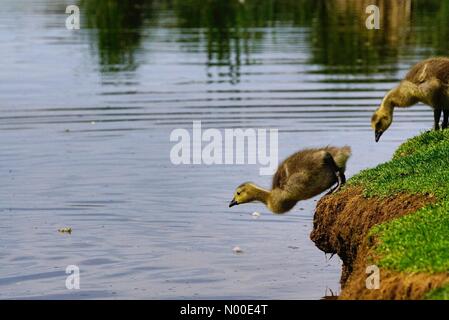 UK-Wetter: Gänsel Abkühlung in Godalming. Wiese in der Nähe, Godalming. 22. Mai 2017. Schönen warmen und sonnigen Wetter über den Home Counties heute. Kanada Gänsel Abkühlung in Godalming. Stockfoto