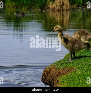 UK-Wetter: Gänsel Abkühlung in Godalming. Wiese in der Nähe, Godalming. 22. Mai 2017. Schönen warmen und sonnigen Wetter über den Home Counties heute. Kanada Gänsel Abkühlung in Godalming. Stockfoto