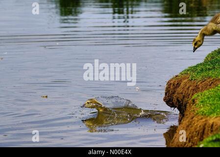 UK-Wetter: Gänsel Abkühlung in Godalming. Wiese in der Nähe, Godalming. 22. Mai 2017. Schönen warmen und sonnigen Wetter über den Home Counties heute. Kanada Gänsel Abkühlung in Godalming. Stockfoto