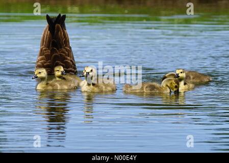 UK-Wetter: Gänsel Abkühlung in Godalming. Wiese in der Nähe, Godalming. 22. Mai 2017. Schönen warmen und sonnigen Wetter über den Home Counties heute. Kanada Gänsel Abkühlung in Godalming. Stockfoto