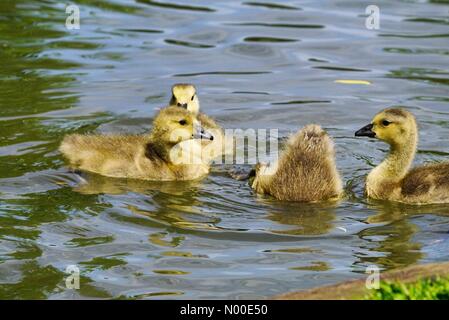 UK-Wetter: Gänsel Abkühlung in Godalming. Wiese in der Nähe, Godalming. 22. Mai 2017. Schönen warmen und sonnigen Wetter über den Home Counties heute. Kanada Gänsel Abkühlung in Godalming. Stockfoto