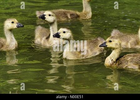 UK-Wetter: Gänsel Abkühlung in Godalming. Wiese in der Nähe, Godalming. 22. Mai 2017. Schönen warmen und sonnigen Wetter über den Home Counties heute. Kanada Gänsel Abkühlung in Godalming. Stockfoto