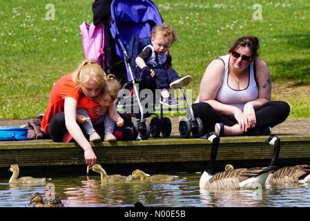 Godalming, Großbritannien. 22. Mai 2017.  UK-Wetter: Heiß und sonnig in Godalming. Wiese in der Nähe, Godalming. 22. Mai 2017. Schönen warmen und sonnigen Wetter über den Home Counties heute. Fütterung der Enten in Godalming, Surrey. Bildnachweis: Jamesjagger / StockimoNews/Alamy Live News Stockfoto