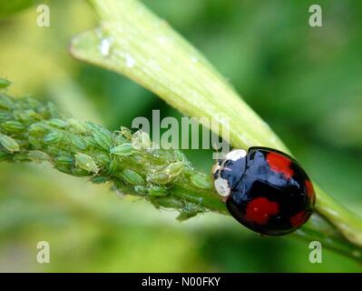 UK-Wetter - Insekten in Leeds. Mit warmem Wetter in Leeds wurden West Yorkshire Marienkäfer in allen Formen und Größen Fütterung auf die reichliche Zufuhr von Blattläuse. 7. Juli 2017 übernommen. Stockfoto